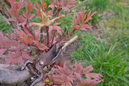 A gloved hand holds pruning shears and cut a bush branch.