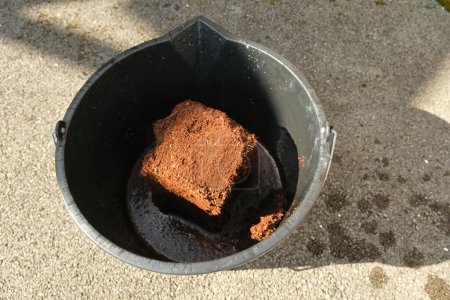 Rehydrating a block of coco peat in a plastic bucket.