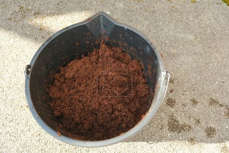 Rehydrating a block of coco peat in a plastic bucket.