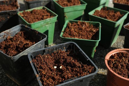 Pot de semis avec deux graines de piment, devant plusieurs pots remplis de terreau.