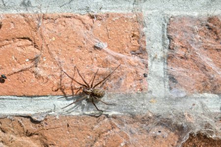 Gros plan d'une grande araignée tégénaire (Tegenaria domestica) sur un mur de briques rouges