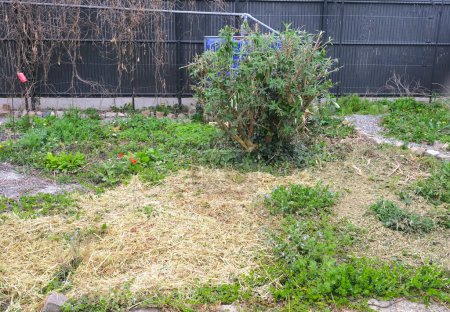 flowerbed covered with mulch and ground cover plants
