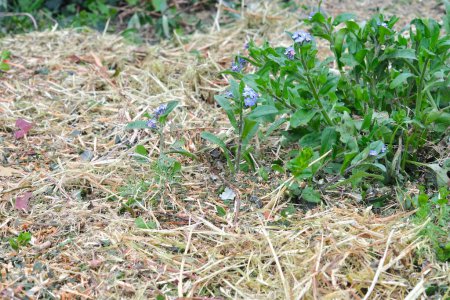 macizo de flores cubierto con mantillo y plantas de cobertura del suelo