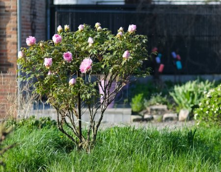 Tree peony in bloom, in a lawn. spreading habit and huge pink flowers.