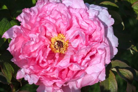 Nahaufnahme einer Baum-Pfingstrose-Blume. Große Blume mit rosa Blütenblättern und gelbem Herz.