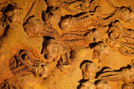 Foto de Crinoide fósil de la era Pérmica - Imagen libre de derechos