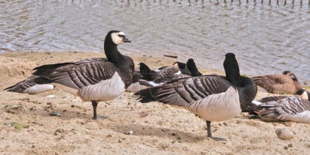 Barnacle goose, in sand, near a pond