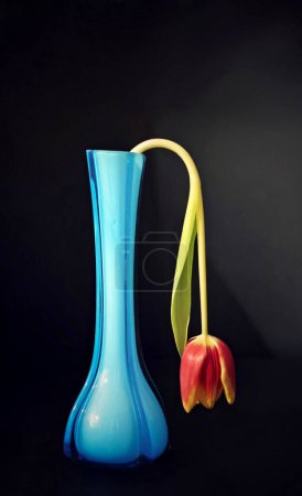 Traurige Tulpe in einer blauen Vase.