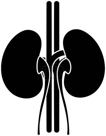kidney illustration medical icon of awareness logo disease vector treatment organ or stone anatomy transplant health medicine human care urology healthy renal internal cancer urinary health care care care graphic