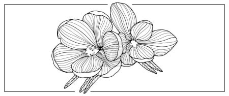 Téléchargez les illustrations : Illustration vectorielle en noir et blanc de fleurs de crocus pour livres à colorier, fonds d'écran, décors et cartes postales - en licence libre de droit