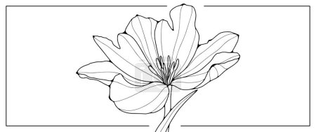 Illustration for Black and white vector floral illustration with lush flower. Illustration for coloring books, decor, wallpapers, business cards, diplomas and presentations. - Royalty Free Image