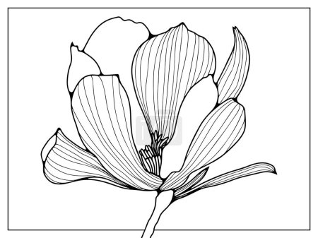 Illustration for Black outline of a delicate flower on a white background. Silhouettes of plants for coloring pages, publications in books and magazines. - Royalty Free Image