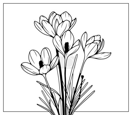 Illustration for Hand drawn floral illustration with crocus flowers. Outline of flowers on a white background - Royalty Free Image