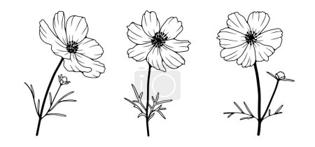 Illustration for Hand drawn floral illustration with calendula flowers. Black outline of calendula on white background - Royalty Free Image