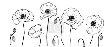 Black and white hand drawn floral illustration with poppy flowers. Contour of poppy flowers on a white background.