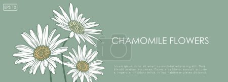 Fresco diseño floral verde primavera con lindas margaritas blancas. Fondo floral, tarjeta, póster, pancarta. Manzanilla flores ilustración.