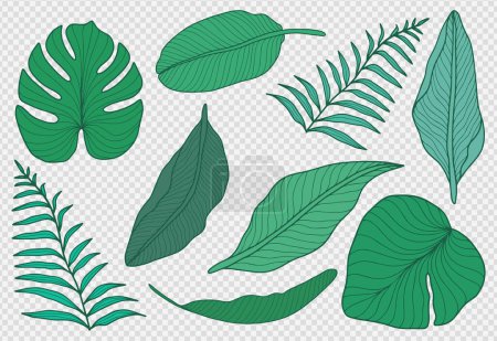 Vector summer set of green tropical plants and leaves isolated on transparent background. Monstera leaves, fern, banana leaves.