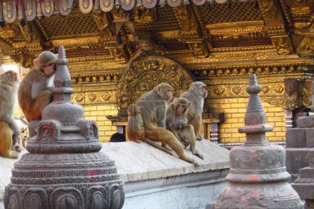 Photo for Monkeys at Swaymbhunath stupa aka Monkey Temple, Kathmandu, Nepal - Royalty Free Image