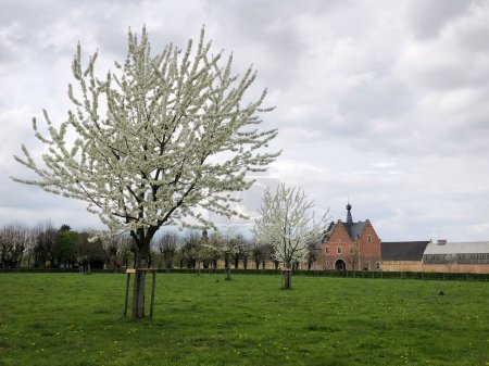 Foto de Árboles frutales en plena floración, Abadía de Herkenrode en la distancia, Hasselt, Bélgica, Europa - Imagen libre de derechos