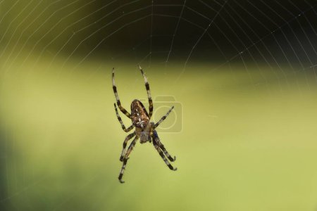 Photo for Garden cross spider (Araneus diadematus) waiting for a prey in the centre of it's web. - Royalty Free Image