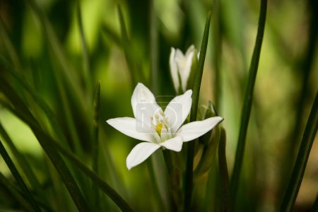 Téléchargez les photos : Fleur de printemps blanche nommée étoile de jardin de Bethléem (Ornithogalum umbellatum), lys d'herbe, sieste à midi ou onze heures dame, profondeur de champ peu profonde - en image libre de droit