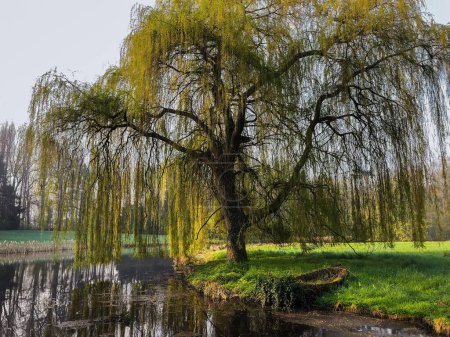 Photo for Idyllic view of an overgrown rowboat moored under a weeping willow tree at the lake, Belgium, Europe - Royalty Free Image