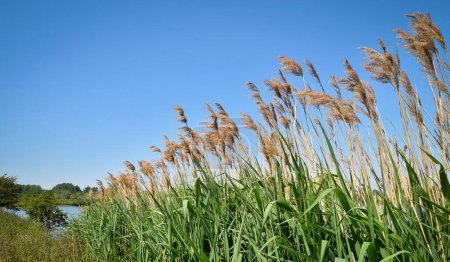 Photo for Common reed (Phragmites australis) plumes swaying in the wind, nature reserve Haut Geer, Lige, Belgium, Europe - Royalty Free Image