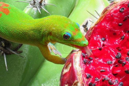 Goldstaub Tag Gecko leckt die saftige rote Frucht eines grünen Kaktus Nahaufnahme