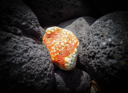 Téléchargez les photos : Corail rouge et blanc parmi les roches noires - en image libre de droit