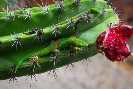 Photo for Two gold dust day geckos (Phelsuma Laticauda) on a saguaro cactus heading for red cactus fruit. - Royalty Free Image