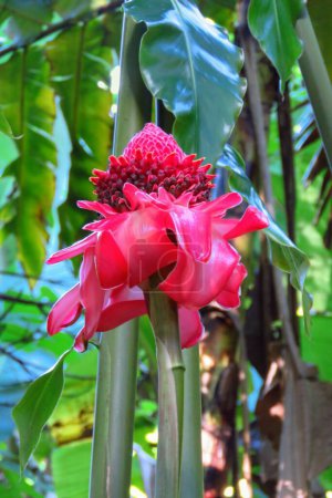 Tropical red torch ginger flower (Etlingera elatior) in the Umauma rainforest park, Big Island, Hawaii