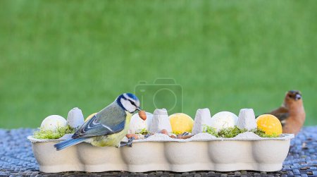 Blue tit eating peanuts from diy egg carton bird feeder decorated with easter eggs. Shallow depth of field, green background, copy space.