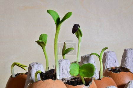 Sunflowers seedlings sprouting in egg shells filled with soil, ecological and economical gardening. Sustainable home gardening concept.