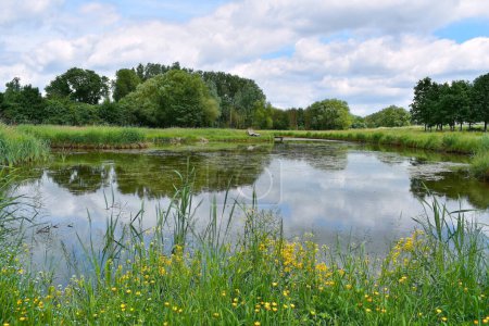 Lac dans le parc entouré d'arbres et de fleurs sauvages printanières, Flandre, Belgique, Europe