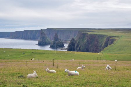 Photo for Sheep in front of Duncansby Head Stacks, rocks in the ocean just off the northeast coast.of Scotland, United Kingdom, travel Europe - Royalty Free Image