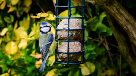 Blue tit (Cyanistes caeruleus) bird perched on suet fat balls bird feeder. Shallow depth of field nature background.