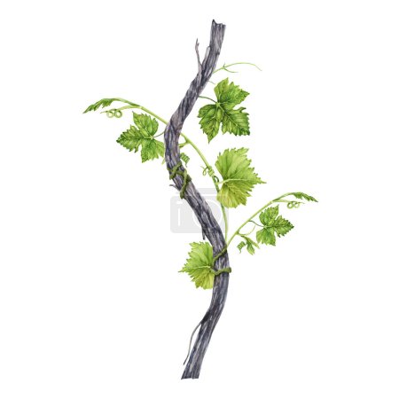 Grapevine branch with green leaves and tendrils isolated on white background. Hand drawn watercolor illustration.