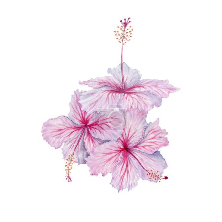 Téléchargez les photos : Trois fleurs d'hibiscus rose et blanc aquarelle. Fleurs peintes à la main isolées sur fond blanc. Élément floral réaliste et délicat. Hibiscus thé, sirop, cosmétiques, beauté, estampes de mode, dessins - en image libre de droit