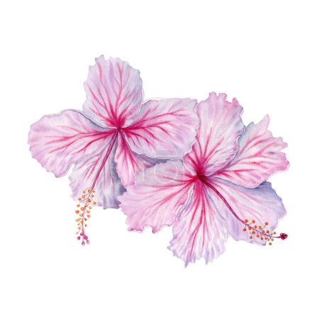 Two watercolor pink and white hibiscus flowers. Hand painted blossom isolated on white background. Realistic delicate floral element. Hibiscus tea, syrup, cosmetics, beauty, fashion prints, designs