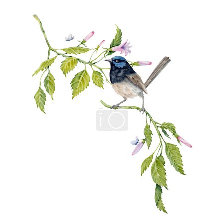 Composition aquarelle avec un oiseau féerique wren sur branche verte. Elément peint à la main isolé sur fond blanc. hibiscus floral thé, sirop, cosmétiques, beauté, estampes de mode, dessins