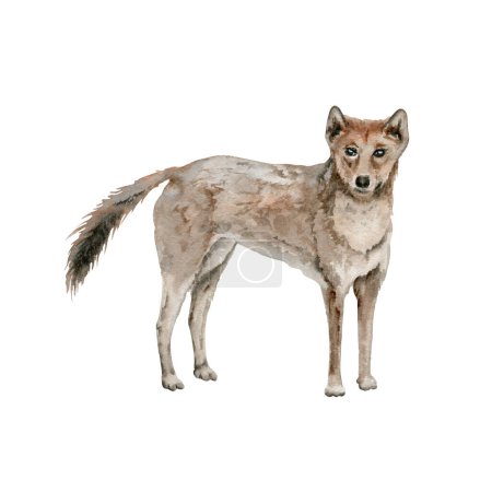Dingo. Uralter wilder Hund. Indigene australische einheimische Tiere. Aquarell-Illustration isoliert auf weißem Hintergrund. Handgezeichnete Skizze für einheimische australische Wildtiere, Karten und Drucke