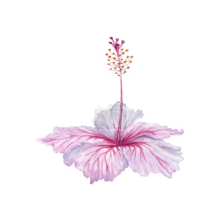 Acuarela flor de hibisco rosa y blanco. Flor pintada a mano aislada sobre fondo blanco. Elemento floral delicado realista. Té de hibisco, jarabe, cosméticos, belleza, estampados y diseños de moda