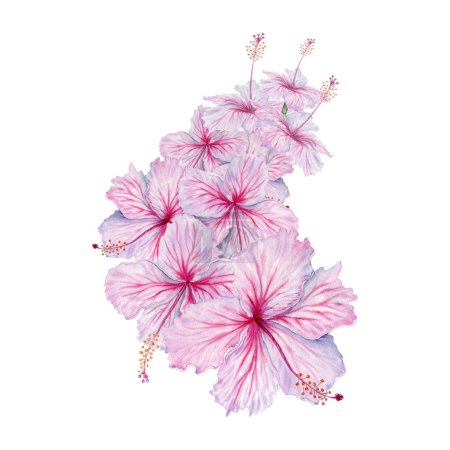 Watercolor pink hibiscus flowers bouquet. Hand painted blossom illustration. Realistic elegant floral composition. For hibiscus tea, syrup, florist, cosmetics, beauty, fashion prints and designs