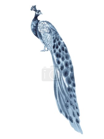 Watercolor Peacock. Majestic Bird Illustration. Hand drawn peafowl painting isolated on white background. Indigo Blue Monochrome Royal Indian symbol for clothes, restaurant logo and pattern designs.