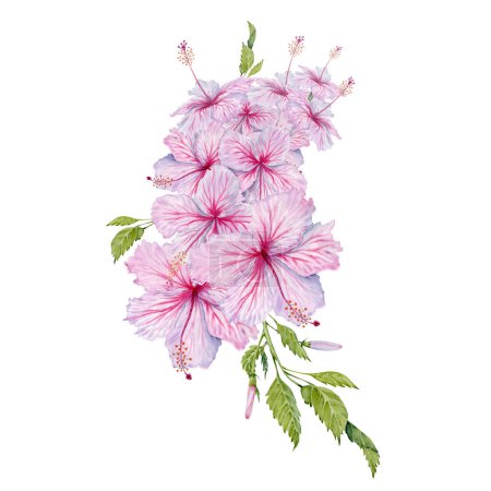Rosa Hibiskusblüten mit grünen Blättern. Aquarell-Illustration isoliert auf weißem Hintergrund. Florales Gestaltungselement für Sirup, Kosmetikprodukte und Teeverpackungen. Duftstoff 