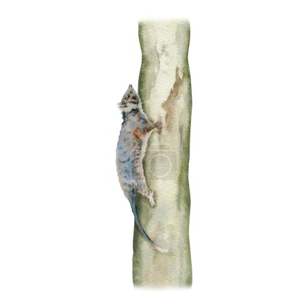 zarigüeya de cola de anillo en árbol de goma de eucalipto. Animal nocturno marsupial nativo australiano. Ilustración en acuarela aislada sobre fondo blanco. Diseño de vida silvestre endémica dibujada a mano para tarjetas, impresión, pegamento