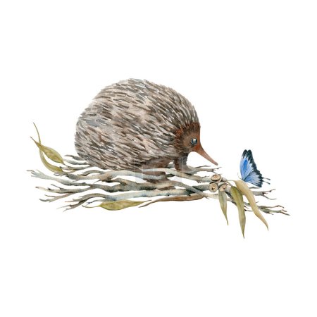 Cute echidna with butterfly on dry tree branches. Watercolor illustration isolated on white background. Hand drawn endemic Australian animal for cards designs, stickers, prints. Native wildlife sketch