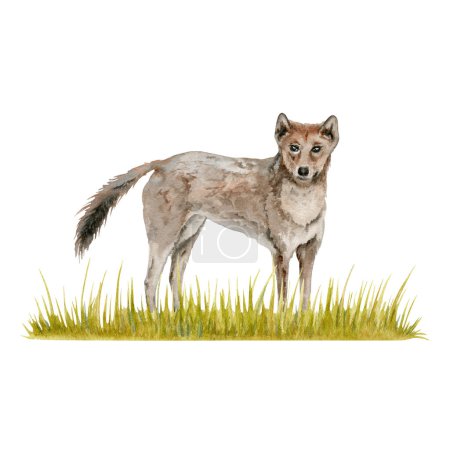 Dingo wild dog on a strip of grass composition. Watercolor illustration isolated on white background. Hand drawn Australian animal for cards designs, zoo stickers and prints. Native wildlife painting
