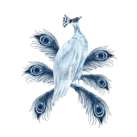 Pájaro Peahen con plumas de pavo real. Composición monocromática índigo azul. Ilustración acuarela dibujada a mano aislada sobre fondo blanco. Pinzas de animales para grabados, invitaciones de boda, logotipos, tarjetas