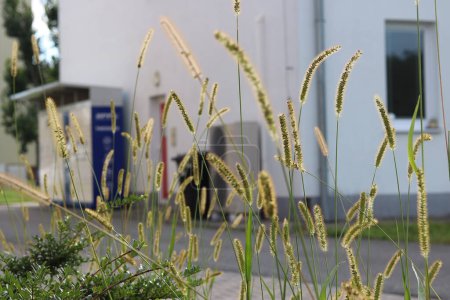 Foto de Setaria viridis hierba creciendo junto a la carretera en la ciudad - Imagen libre de derechos